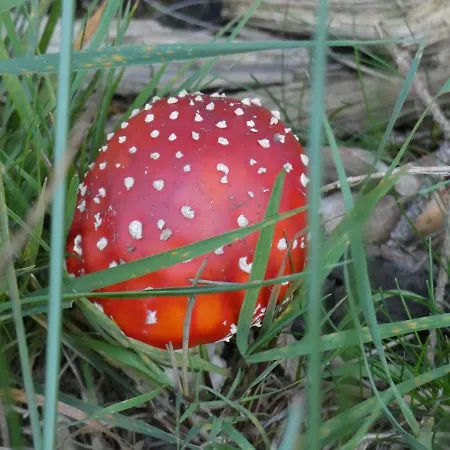 A&b Wellness 12 Personen 別荘